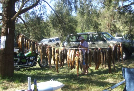Carp: the Australian story
